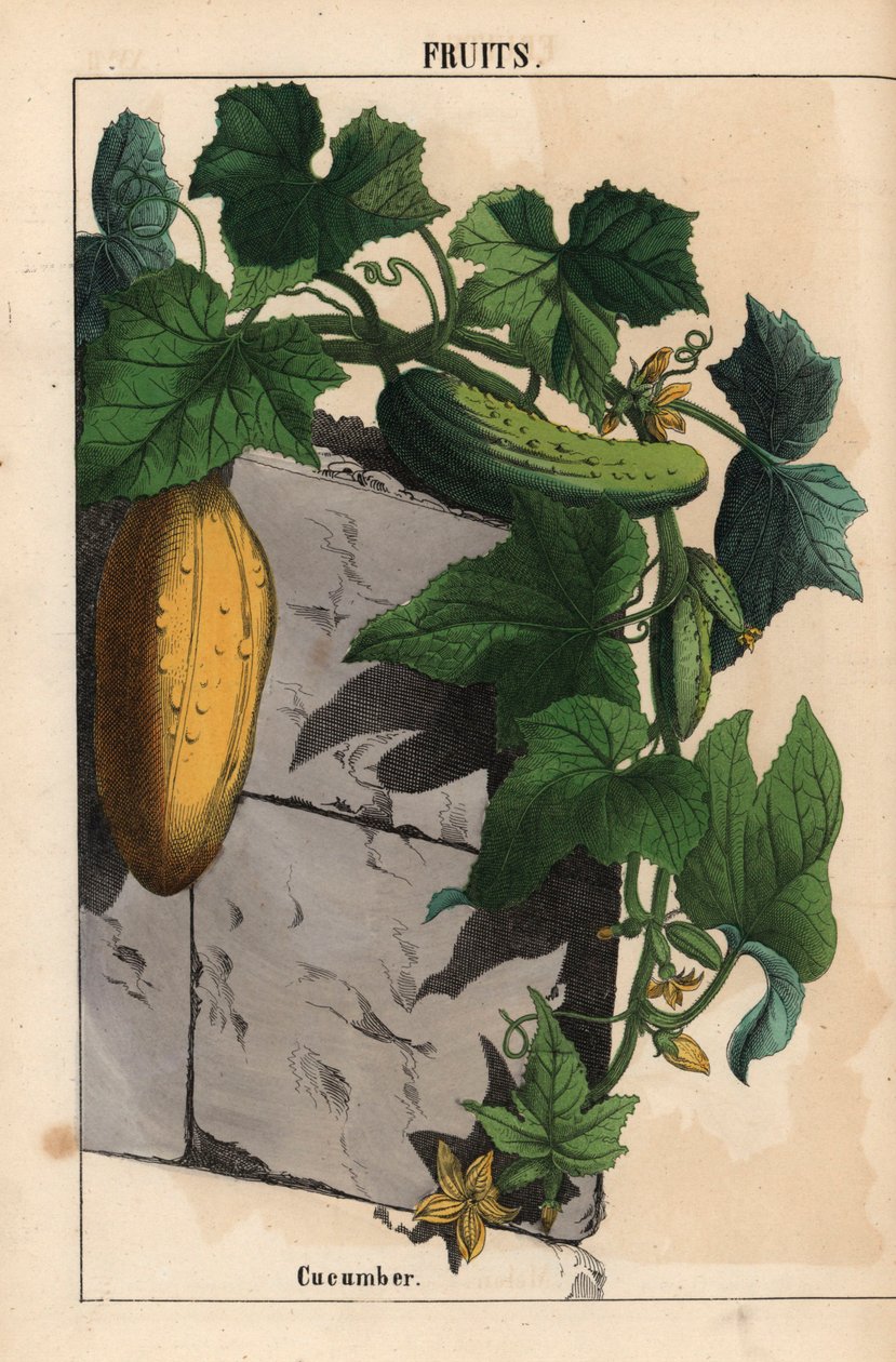 Agurkplante med gul umoden og moden grønn agurkfrukt Cucumis sativus , fra "The Instructive Picturebook, or Lessons from the Vegetable World," [Charlotte Mary Yonge], Edinburgh av English School