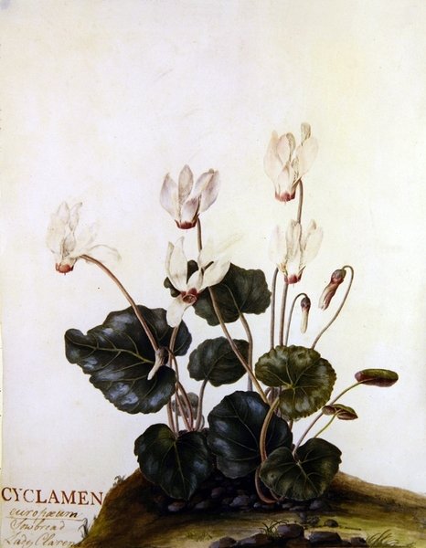 Cyclamen European Sowbred Lady Clarendon (akvarell på vellum) av English School