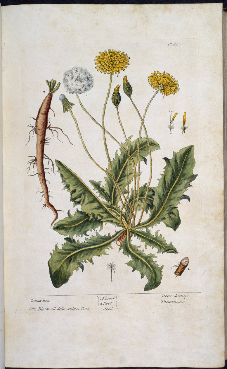 Løvetann, fra 'A Curious Herbal...' av Elizabeth Blackwell av English School