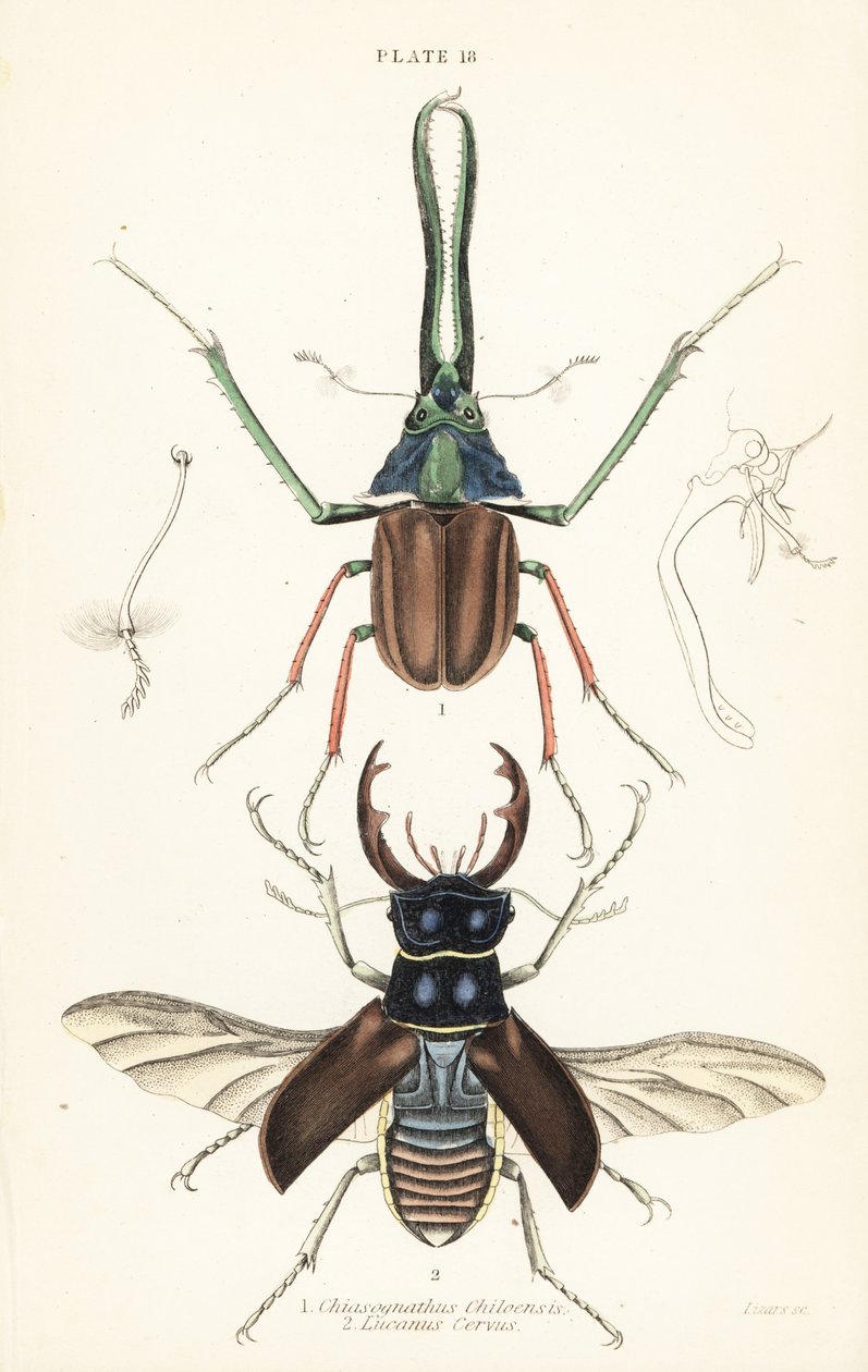Darwins hjort, Grants hjortebille eller den chilenske hjortebille, Chiasognathus grantii 1, og den europeiske hjortebille, Lucanus cervus av English School