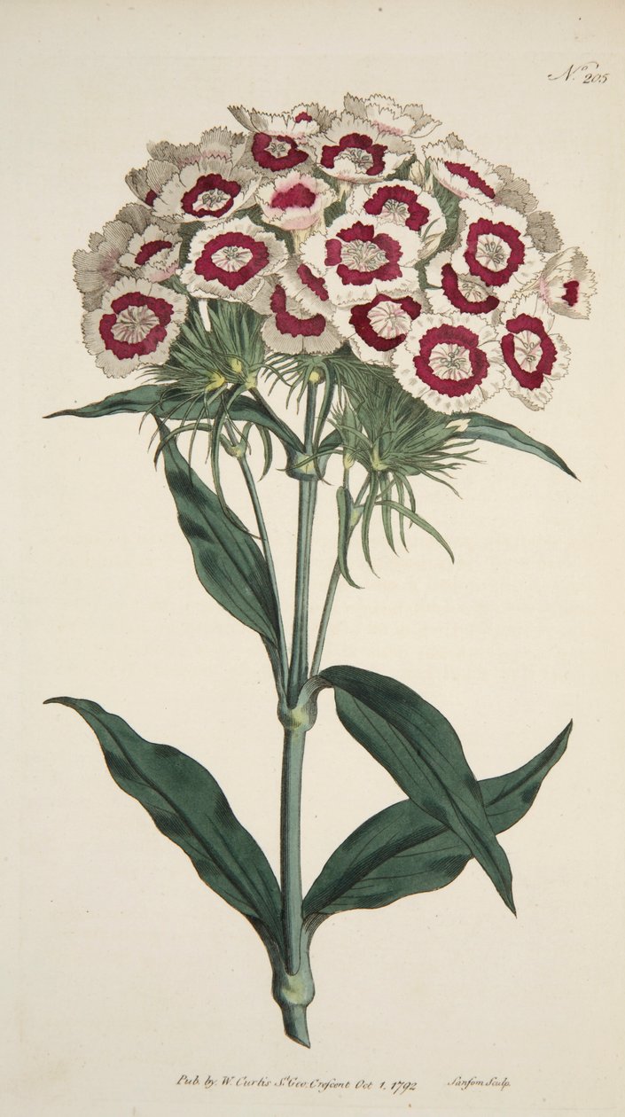 Dianthus Barbatus Bearded Pink, pub. 1792 håndfarget gravering. av English School