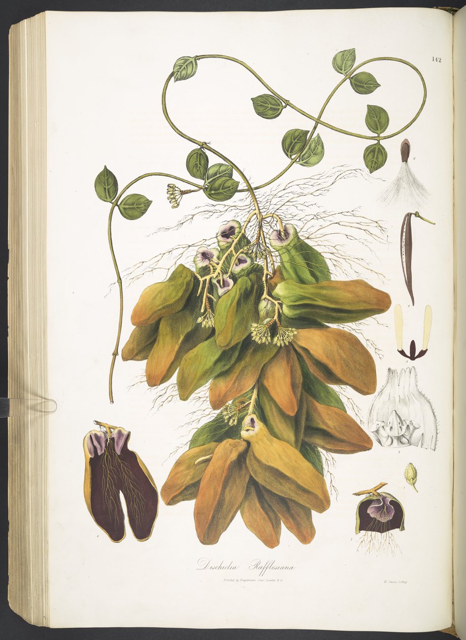 Dischidia Rafflesiana, plate 142 fra 