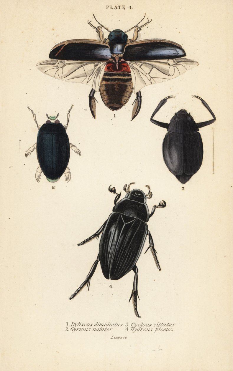 Dykkerbille, Dytiscus halvedii 1, vanlig hvirvelbille, Gyrinus svømmer 2, Cyclous vittatus 3 og stor sølvvannbille, Hydrophilus piceus 4 av English School