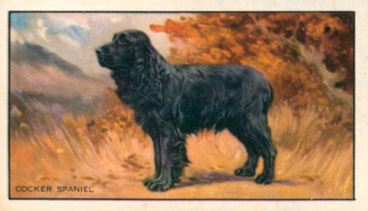 Hunder: Cocker Spaniel (fargelitografi) av English School
