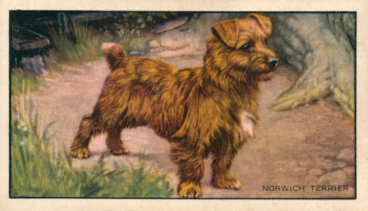 Hunder: Norwich Terrier (fargelitografi) av English School