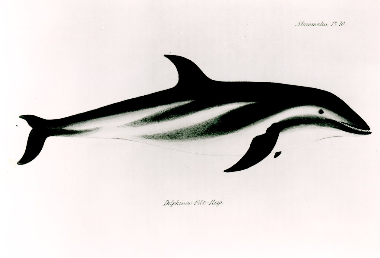 Dolphin, illustrasjon fra 