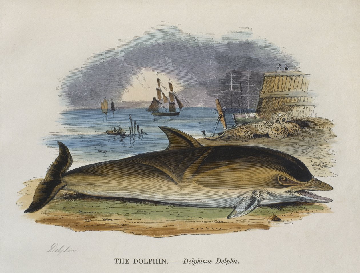 Delfin på land, 1823 (fargegravering) av English School