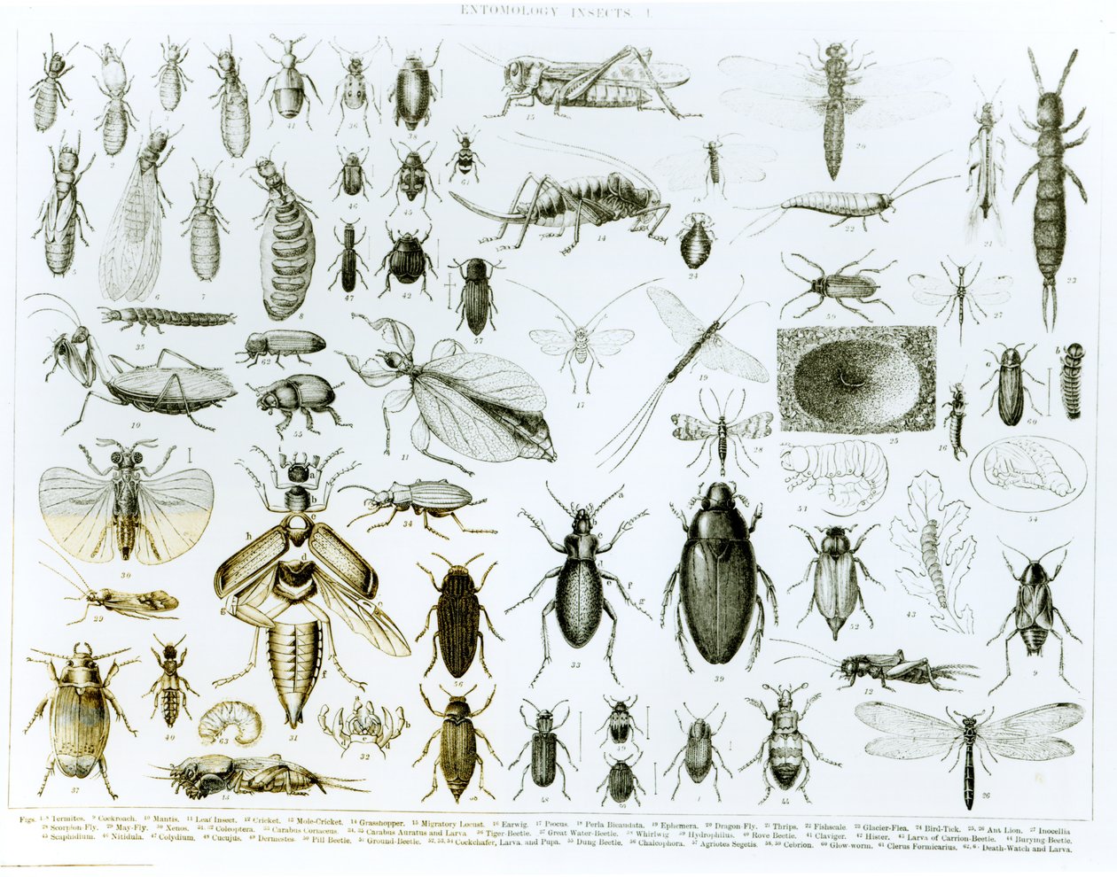 Entomologi-insekter (litho) (bw-bilde) av English School