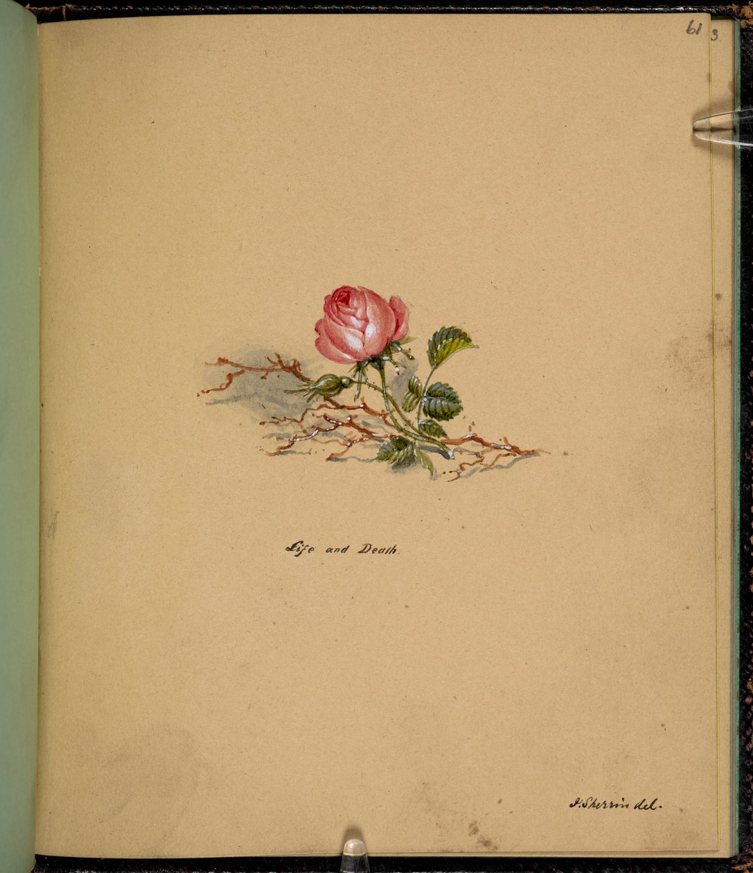 F. 61: A rose, Life and death, fra en 
