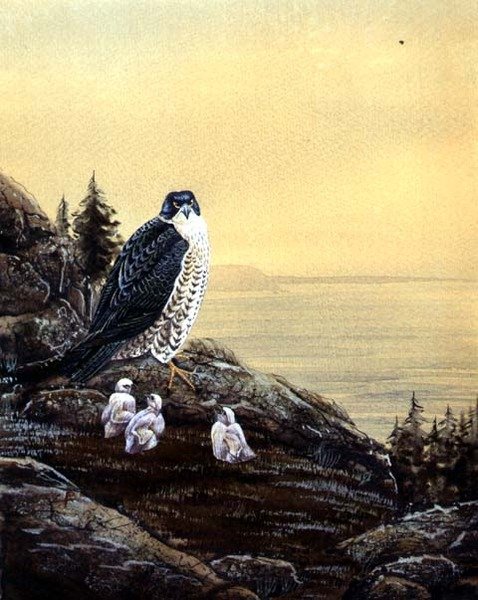 Falcon with its Chicks, ca. 1890 (akvarell på papir) av English School