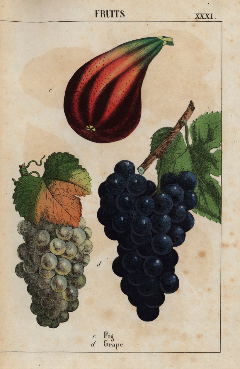Fiken og druer  , fra "The Instructive Picturebook, or Lessons from the Vegetable World," [Charlotte Mary Yonge], Edinburgh av English School