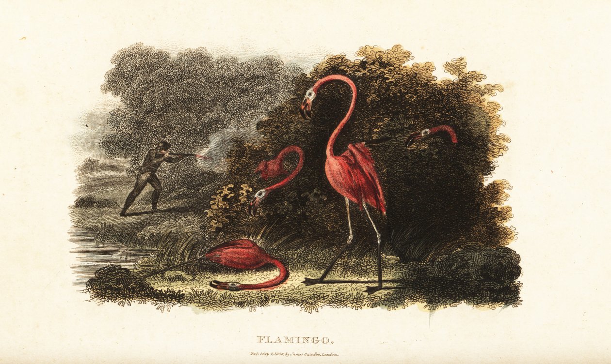 Flamingoer ser forbauset på mens deres følgesvenner blir slaktet av en jeger av English School