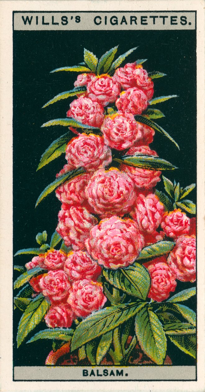 Blomsterkultur i potter: Kameliabalsam (chromolitho) av English School