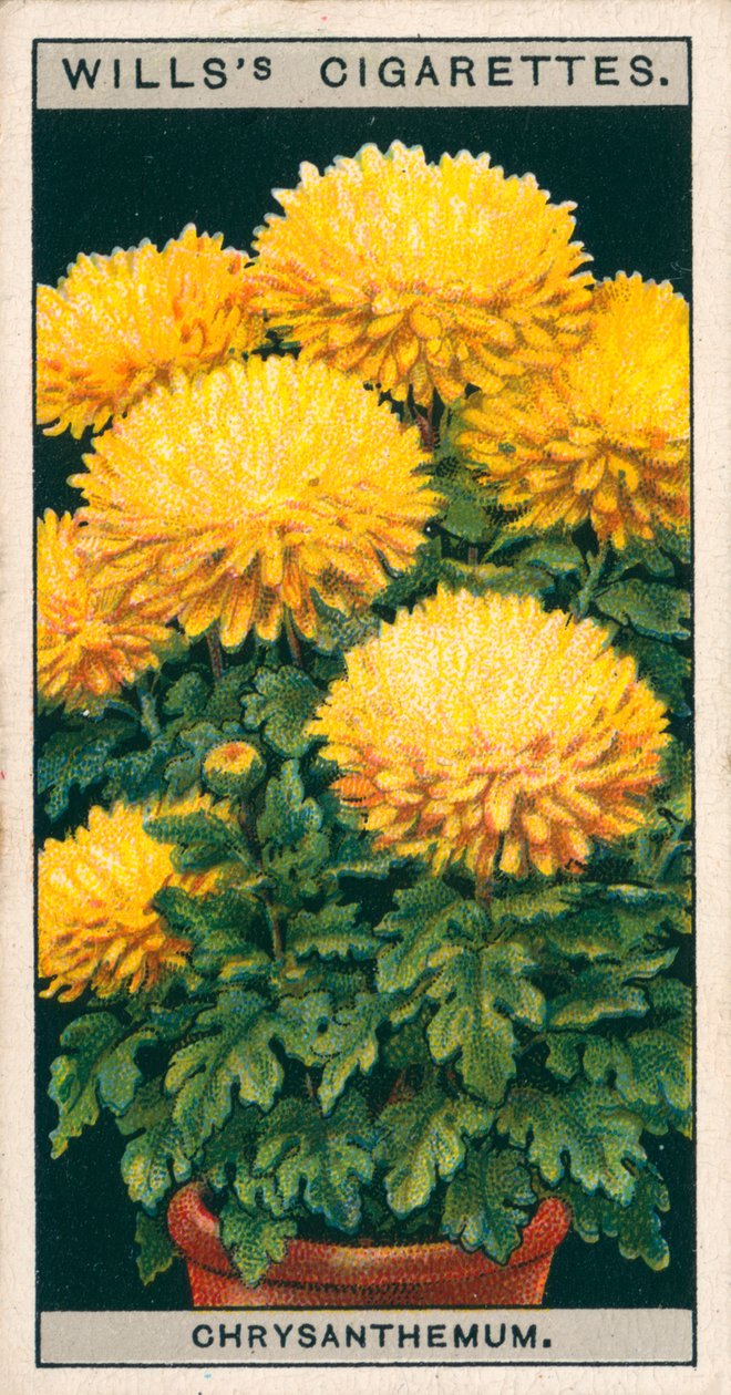 Blomsterkultur i potter: Dvergkrysantemum (chromolitho) av English School