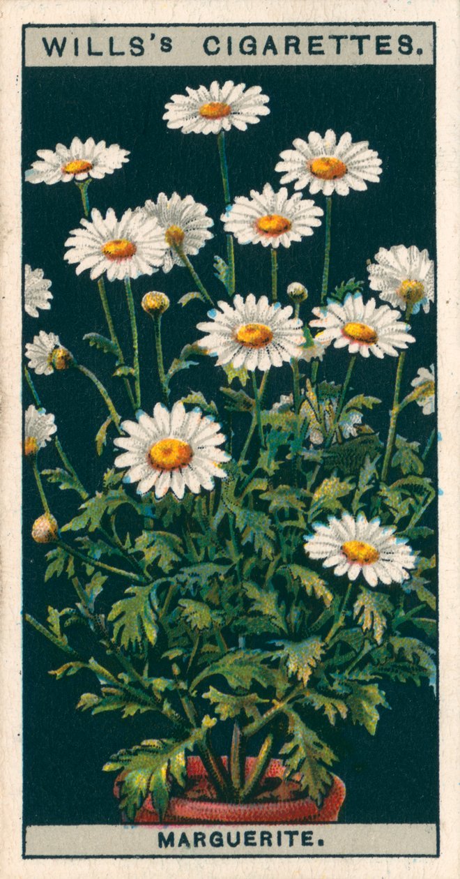 Blomsterkultur i potter: Margueritt (chromolitho) av English School