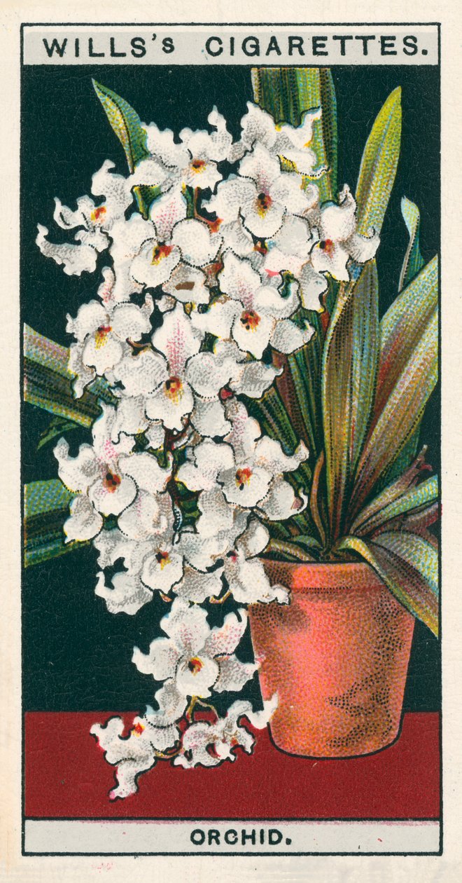 Blomsterkultur i potter: Orkidé (chromolitho) av English School