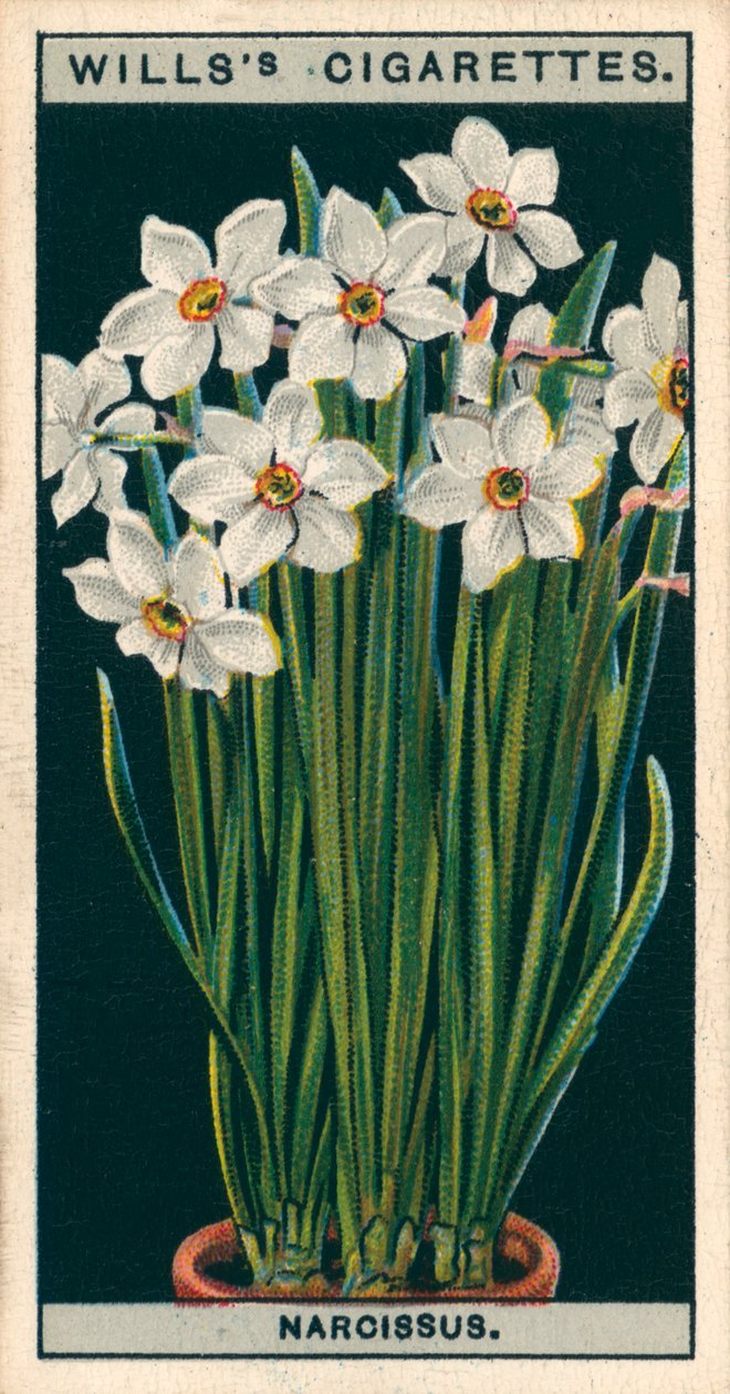 Blomsterkultur i potter: Poetens påskelilje (chromolitho) av English School
