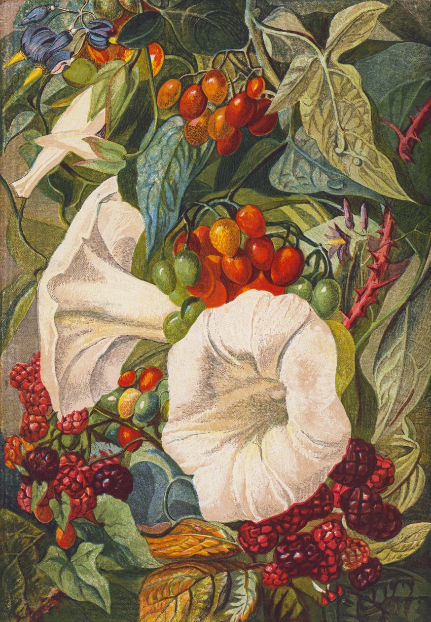 Blomster og bær (fargelitografi) av English School