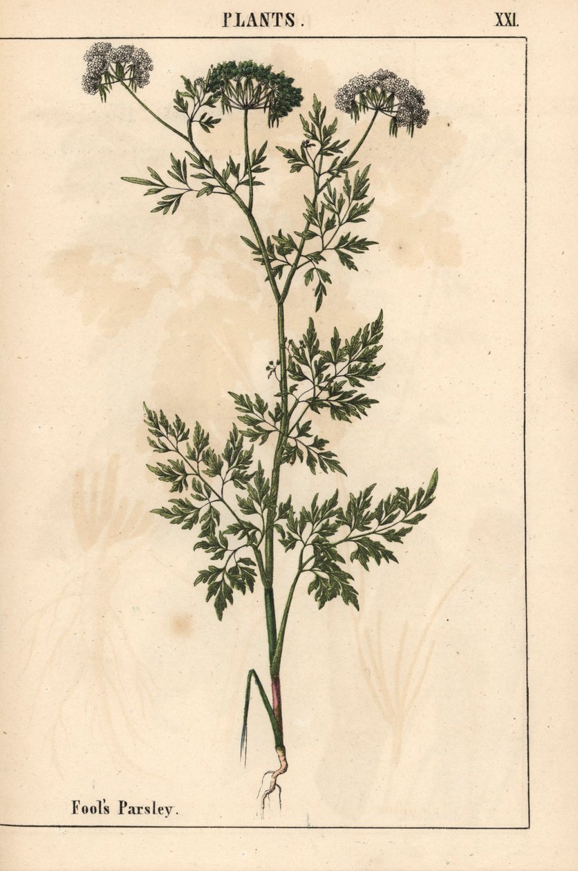 Fool's persille Aethusa cynapium , fra "The Instructive Picturebook, or Lessons from the Vegetable World," [Charlotte Mary Yonge], Edinburgh av English School