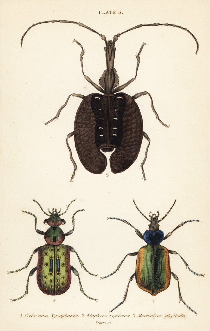 Skogslarvejeger, Calosoma sycophanta 1, jordbille, Elaphrus riparius 2 og fiolinbille, Mormolyce phyllodes 3 av English School