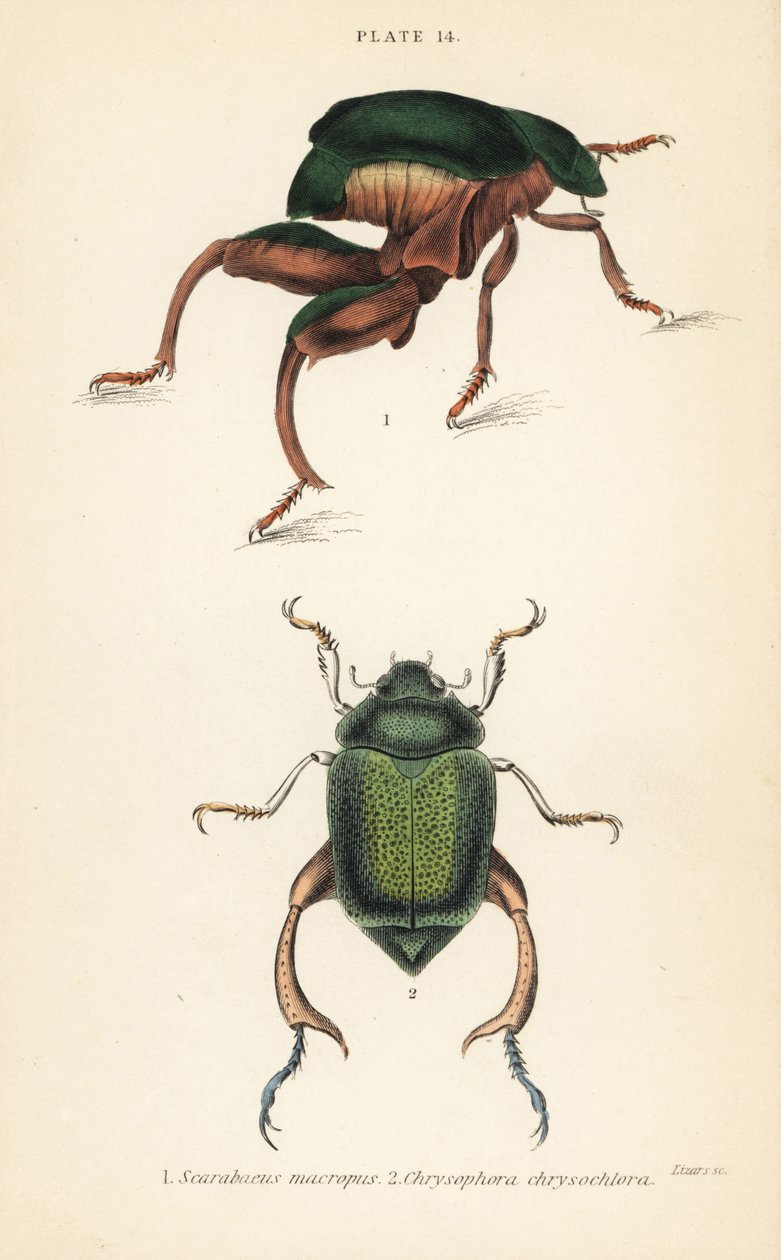 Froskebeinbille eller kengurubille, Sagra papuana 1, og skinnende bladsnutebille, Chrysophora chrysochlora av English School