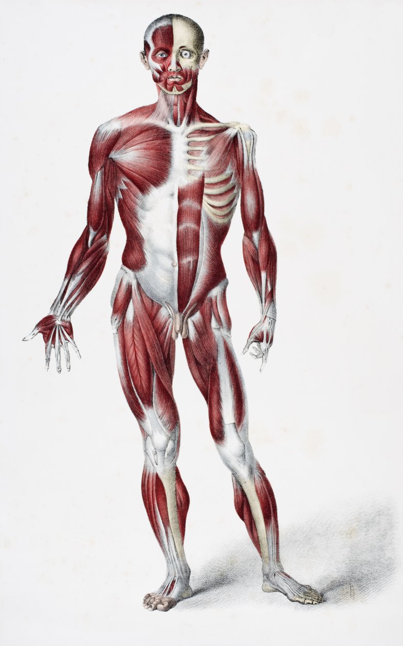 Forsiden av den mannlige menneskekroppen som viser muskler sener og bein, fra The Vessels of the Human Body, redigert av Jones Quain og William Wilson, utgitt av Taylor og Watson, London i 1837 (farge lith av English School