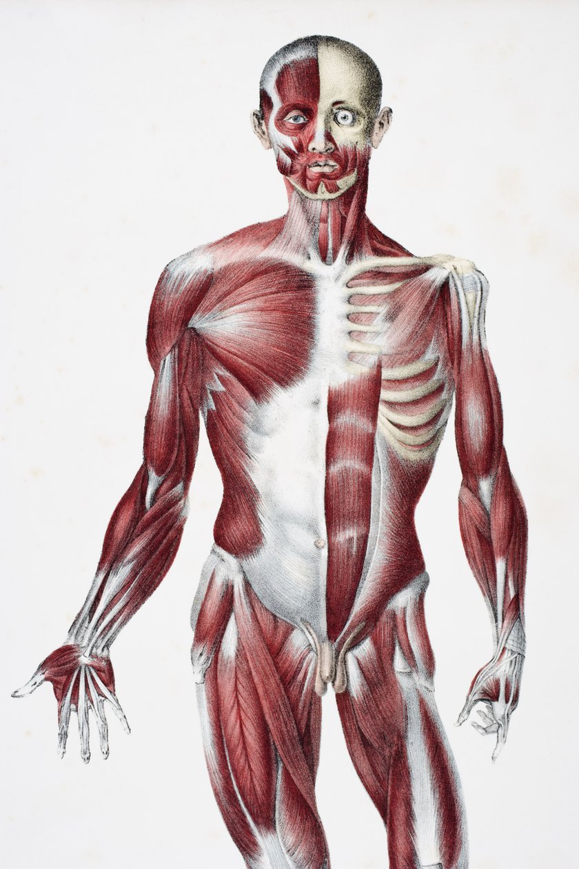 Forsiden av den mannlige menneskekroppen som viser muskler sener og bein, fra The Vessels of the Human Body, redigert av Jones Quain og William Wilson, utgitt av Taylor og Watson, London i 1837 (farge lith av English School