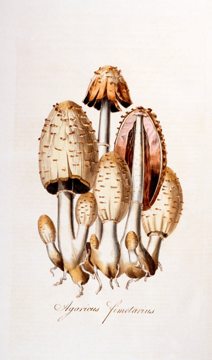Sopp: Agaricus fimelarius [vanlig blekkhette], illustrasjon fra Flora Londiniensis [Flowers of London] av William Curtis, utgitt 1777-98 (fargegravering) av English School