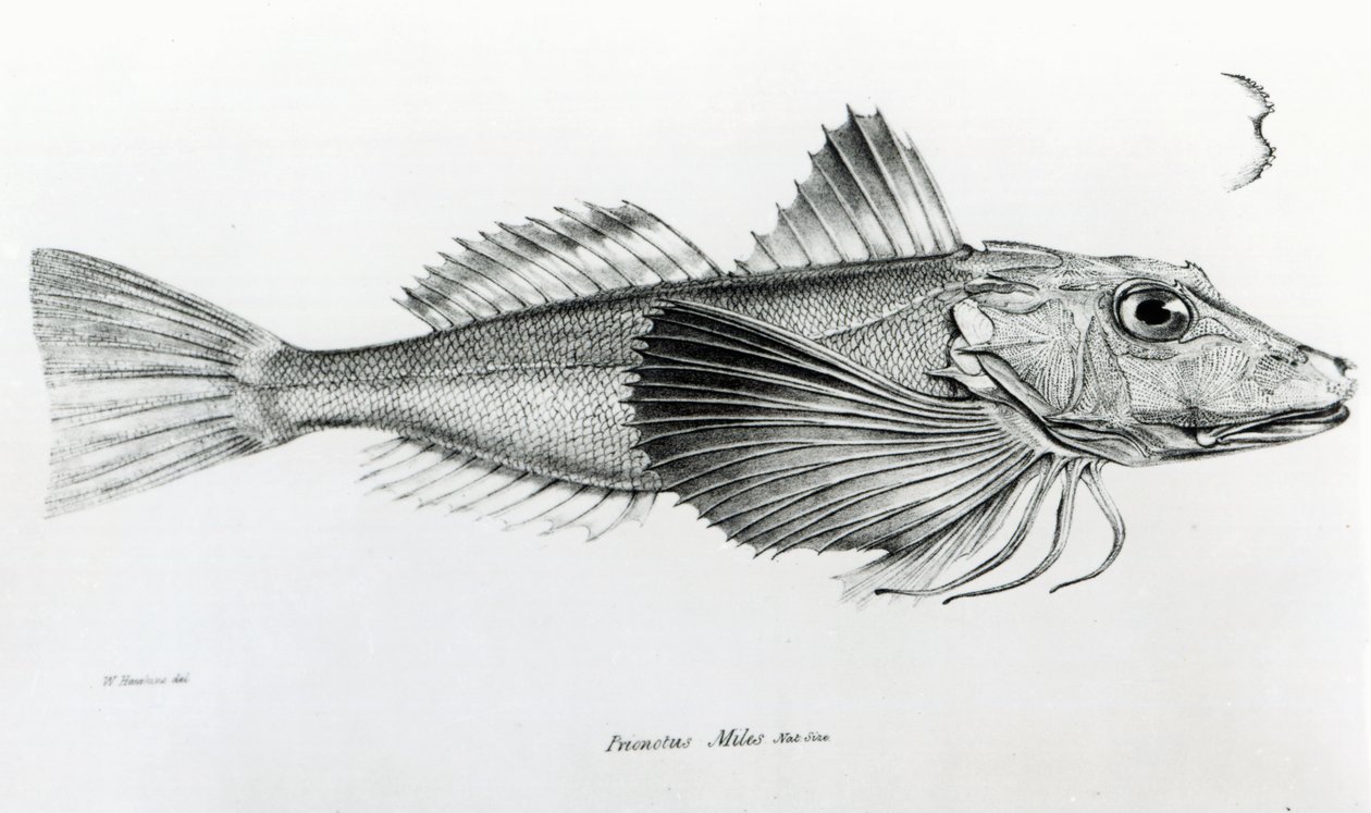 Galapagos Gurnard, plate 6 fra 