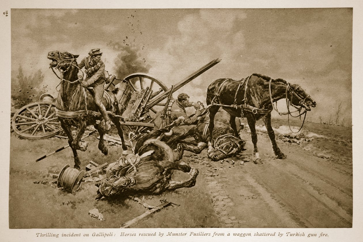 Gallipoli: Hester reddet av Munster Fusiliers fra en vogn knust av tyrkisk våpenild, 1914-19 av English School