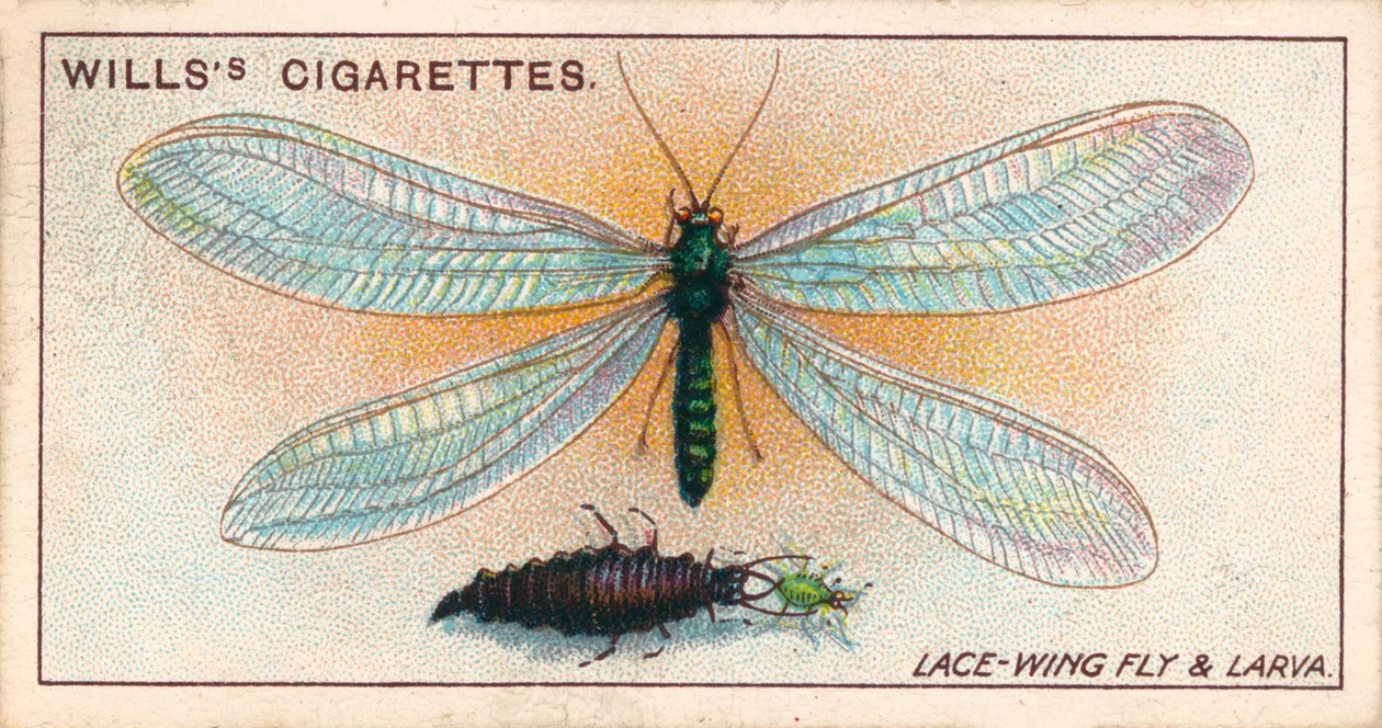 Hageliv: Spissflue og larve (chromolitho) av English School