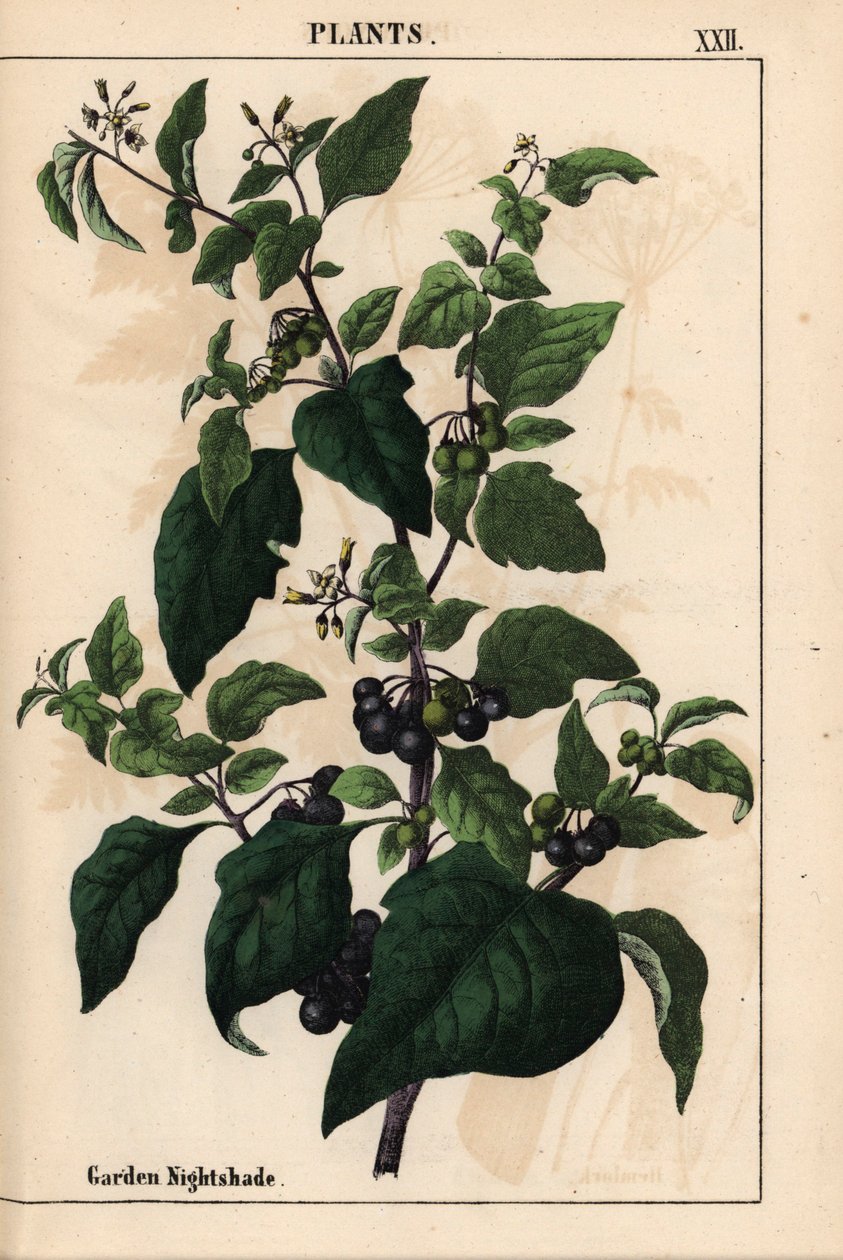 Hage eller svart nattskygge med sorte bær Solanum nigrum   , fra "The Instructive Picturebook, or Lessons from the Vegetable World," [Charlotte Mary Yonge], Edinburgh av English School