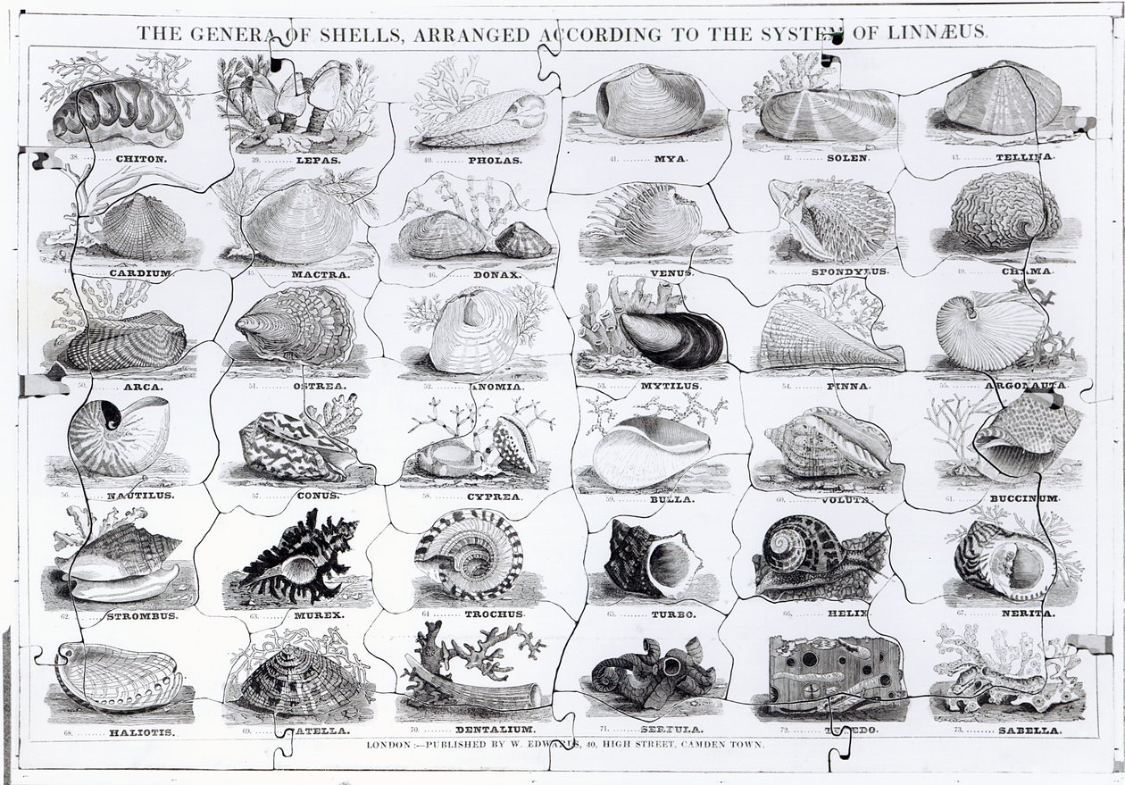 Genera of Shells stikksag, pub. av W. Edwards av English School
