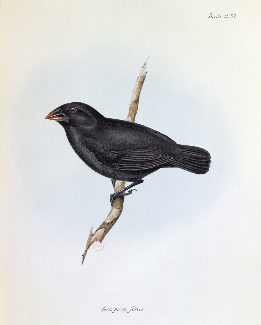 Geospiza Fortis, illustrasjon fra The Zoology of the Voyage of H.M.S. Beagle, 1832-36, av Charles Darwin (1809-92), 1840 av English School
