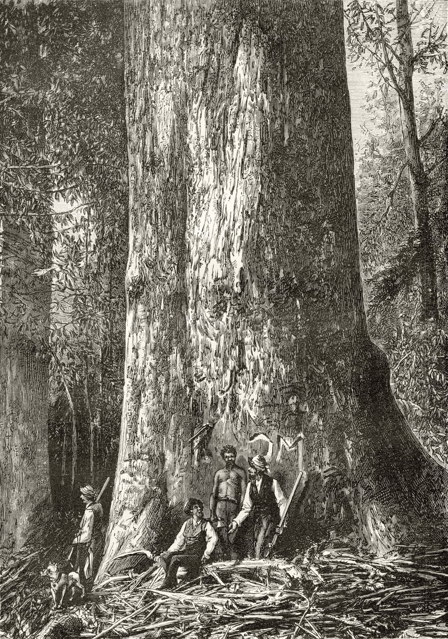 Giant Gum Tree, ca. 1880, fra 