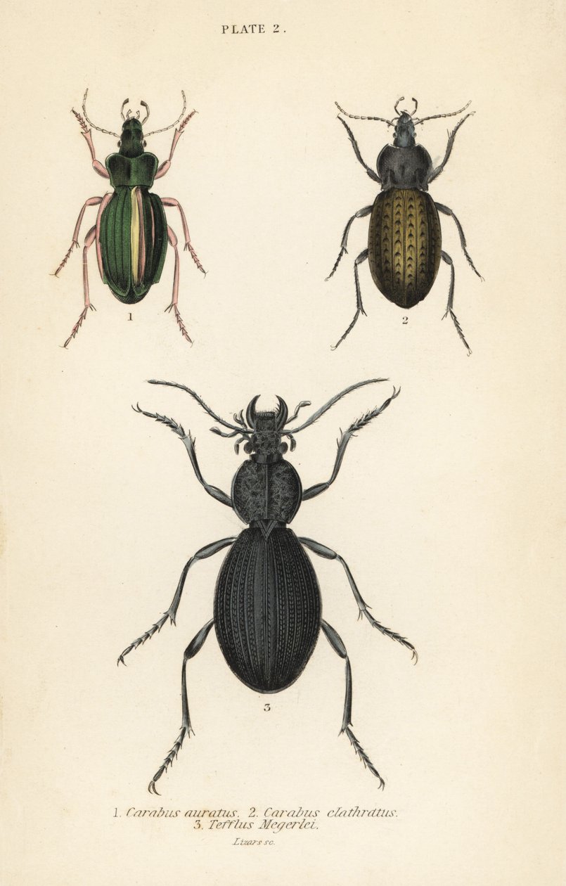 Gylden jordbille, Carabus auratus 1, jordbille, Carabus clathratus 2 og stor svart jordbille, Tefflus megerlei av English School