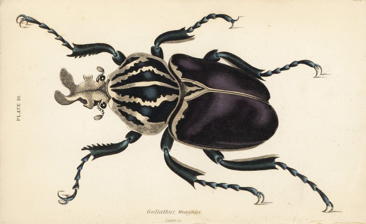 Goliatbille, Goliathus goliatus (Goliathus magnus) av English School