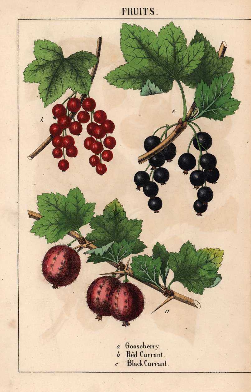 Stikkelsbær, rips og solbærfrukter   , fra "The Instructive Picturebook, or Lessons from the Vegetable World," [Charlotte Mary Yonge], Edinburgh av English School