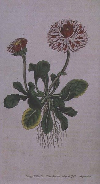 Great Double Daisy (Bellis perennis var. major flore pleno), tallerken 228 fra William Curtis