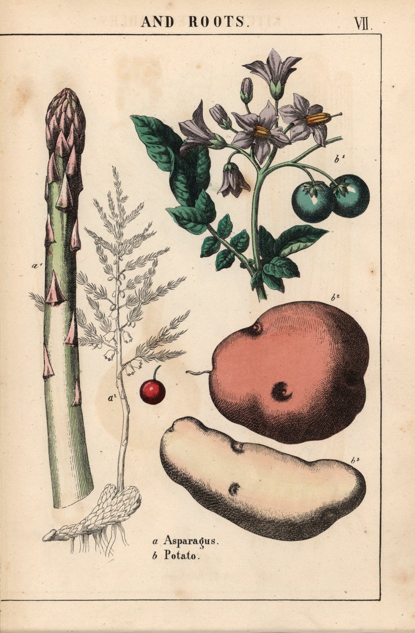 Grønn asparges og potet   , fra "The Instructive Picturebook, or Lessons from the Vegetable World," [Charlotte Mary Yonge], Edinburgh av English School