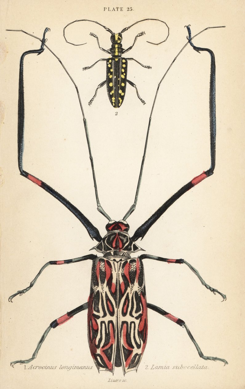 Harlekinbillen, Acrocinus longimanus 1, og den flate langhornsbillen, Taeniotes subocellatus av English School