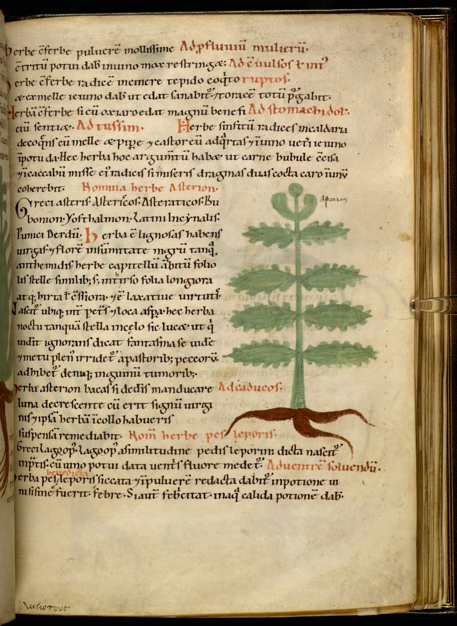 Harley 4986 fol.20 The Herb Asterion (vellum) av English School