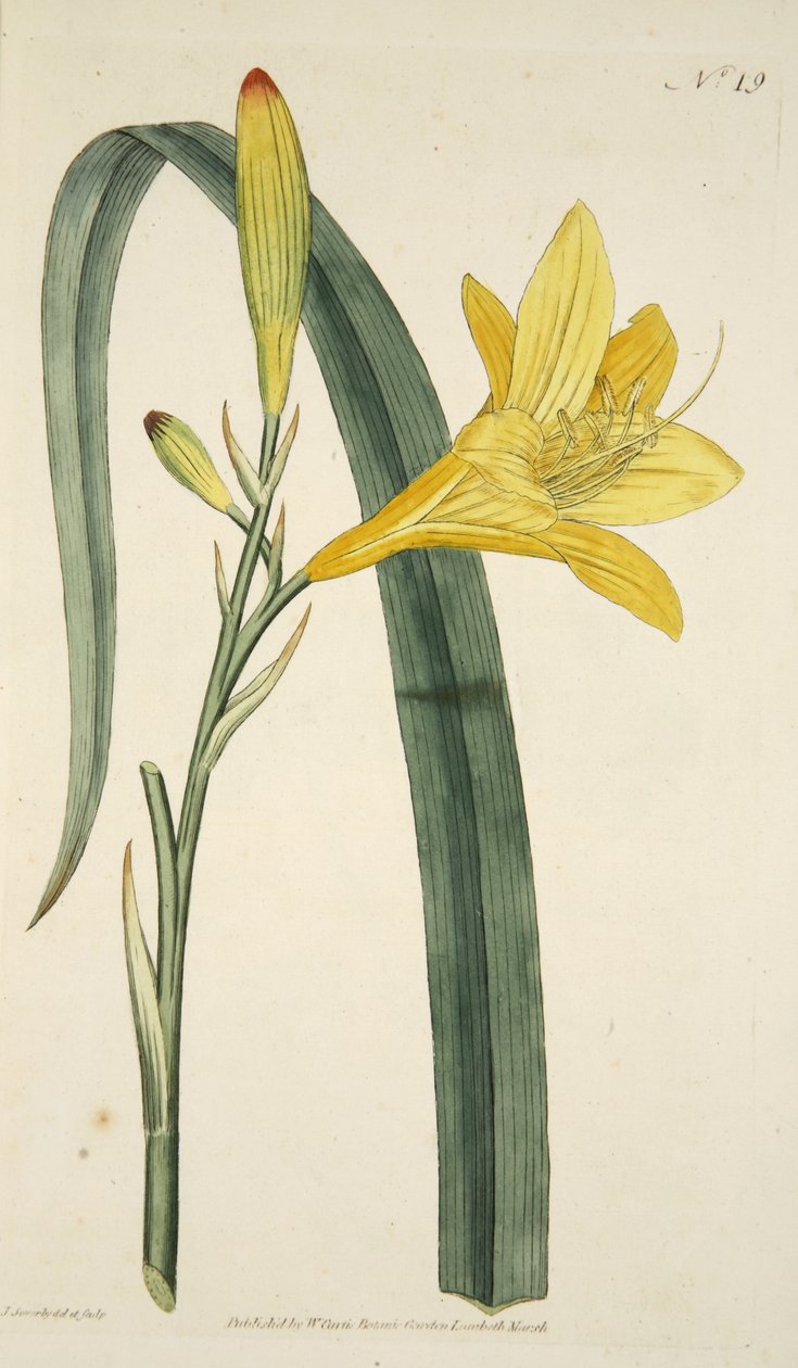 Hemerocallis Flava (Yellow Day Lily) fra The Botanical Magzaine eller Flower Garden Displayed, pub. 1796 (håndfarget gravering) av English School