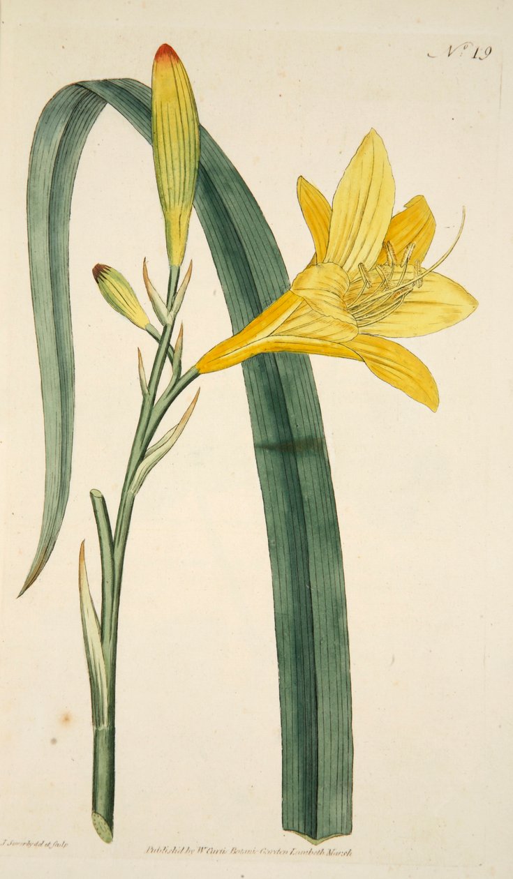 Hemerocallis Flava Yellow Day Lily, pub. 1796 håndfarget gravering. av English School