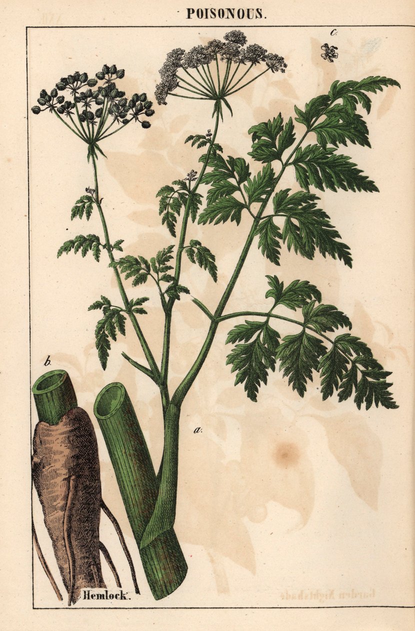 Hemlock eller Conium maculatum , fra "The Instructive Picturebook, or Lessons from the Vegetable World," [Charlotte Mary Yonge], Edinburgh av English School