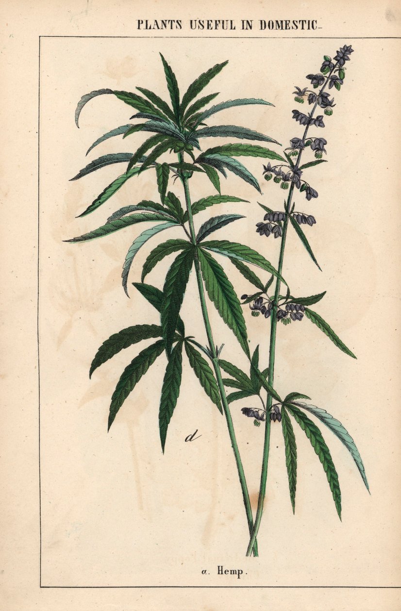 Hamp med blå blomster  , fra "The Instructive Picturebook, or Lessons from the Vegetable World," [Charlotte Mary Yonge], Edinburgh av English School