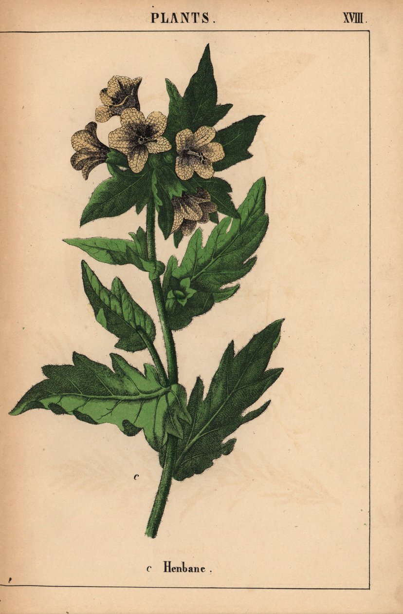 Henbane   , fra "The Instructive Picturebook, or Lessons from the Vegetable World," [Charlotte Mary Yonge], Edinburgh av English School