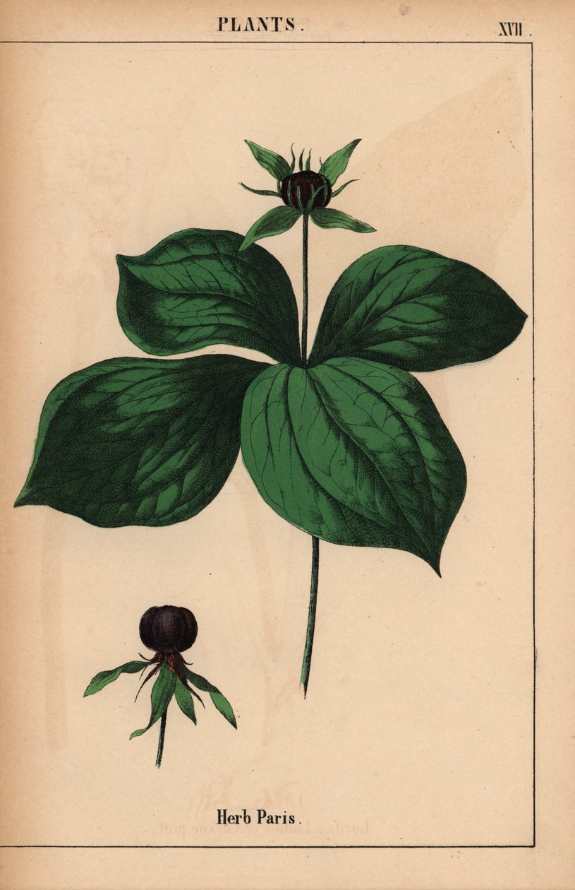 Urt paris   , fra "The Instructive Picturebook, or Lessons from the Vegetable World," [Charlotte Mary Yonge], Edinburgh av English School