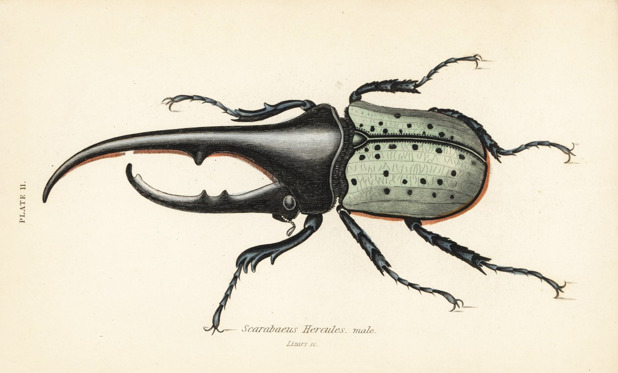 Hercules bille, hann, Dynastes hercules, Scarabaeus hercules av English School