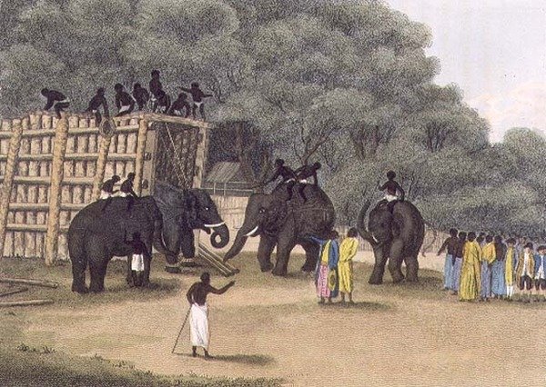 Hindoo Elephant Trap, pub. av Edward Orme av English School
